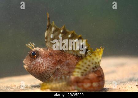 blenny farfalla seduto sul fondo del mare Foto Stock