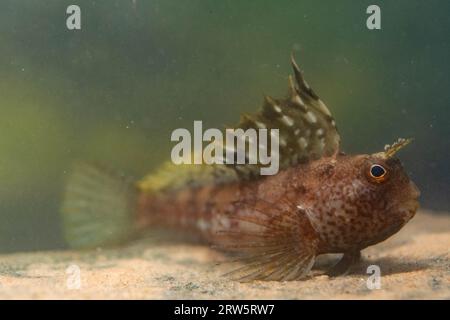 blenny farfalla seduto sul fondo del mare Foto Stock