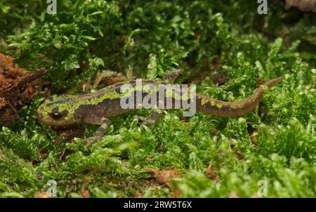 Primo piano dettagliato su un giovane dell'europeo Triturus marmoratus, notaio francese Foto Stock