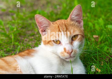 Ritratto di un gatto domestico carino Foto Stock