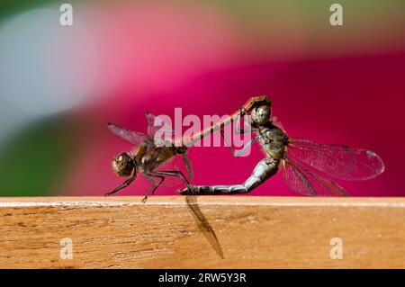 Una coppia di accoppiamento di dragonfly Sympetrum striolatum alias Common darter. Isolato su sfondo sfocato verde e rosa. Tarda estate. Natura della repubblica Ceca. Foto Stock