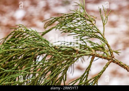 Rami di Evergreen sequoia Close-up. Primo piano del fogliame di Sequoia. Foglie e rami verdi di sequoia giganti. Aghi Sequoiadendron giganteum o Sierra Redwood. Primo piano. Dettagli. Foto Stock