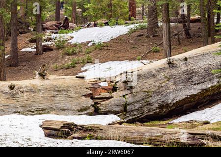 Vecchia sequoia nel Sequoia National Park. Parco nazionale delle sequoie con vecchi enormi alberi di sequoia come le sequoie in un bellissimo paesaggio. Yosemite National Park - luoghi di interesse della California. Foto Stock