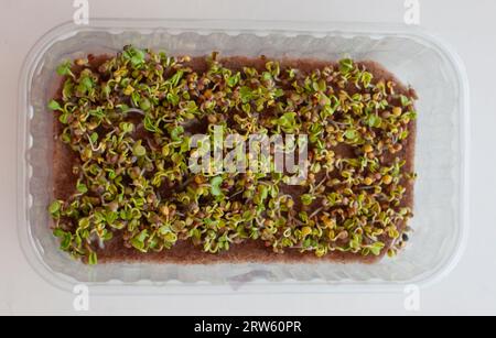 Semi di ravanello germogliati, microgreens in un vassoio, vista dall'alto Foto Stock