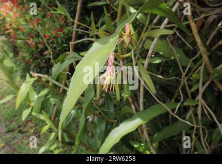 Vista angolare dei due ancora da sviluppare boccioli di fiori di una pianta Regina della notte (Epiphyllum Oxypetalum) nel giardino di casa Foto Stock