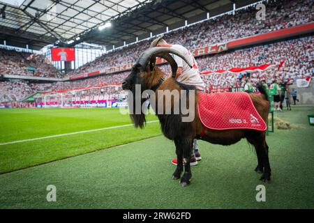 Colonia, Germania. 16 settembre 2023. Maskottchen Hennes IX 1. FC Köln - TSG 1899 Hoffenheim 16.09.2023 Copyright (nur für journalistische Zwecke) di : Foto Stock