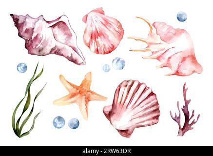 Conchiglie, stelle marine, coralli, alghe isolate su sfondo bianco. Set di illustrazioni acquerello. Vacanze, estate, mare Foto Stock