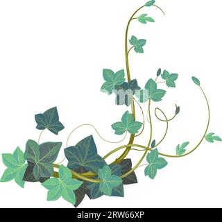 Botanica esotica Evergreen, edera isolata o pianta di arrampicata hedera con fogliame e foglie. Vegetazione con ramoscelli e rami, fiori e ornamento fioraio Illustrazione Vettoriale