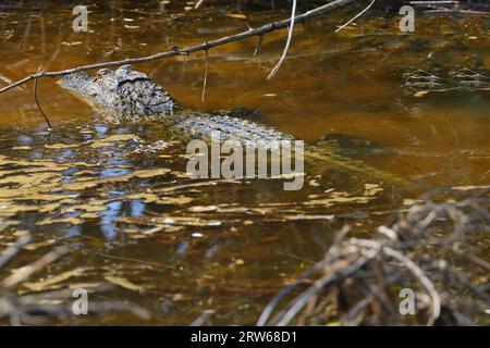 Un grande alligatore squamoso che si muove attraverso le acque poco profonde di una palude torbida Foto Stock