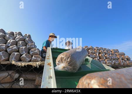 CONTEA DI LUANNAN, Cina - 18 agosto 2021：gli agricoltori stanno mettendo sacchi di funghi in una fattoria, nel nord della Cina Foto Stock