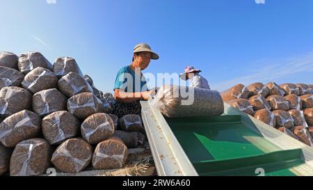 CONTEA DI LUANNAN, Cina - 18 agosto 2021：gli agricoltori stanno mettendo sacchi di funghi in una fattoria, nel nord della Cina Foto Stock