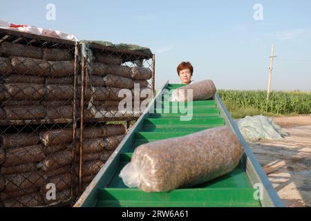 CONTEA DI LUANNAN, Cina - 18 agosto 2021：gli agricoltori stanno mettendo sacchi di funghi in una fattoria, nel nord della Cina Foto Stock