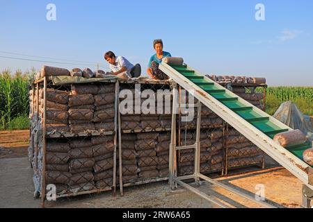 CONTEA DI LUANNAN, Cina - 18 agosto 2021：gli agricoltori stanno mettendo sacchi di funghi in una fattoria, nel nord della Cina Foto Stock