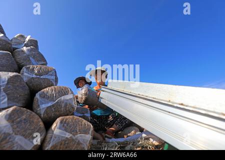 CONTEA DI LUANNAN, Cina - 18 agosto 2021：gli agricoltori stanno mettendo sacchi di funghi in una fattoria, nel nord della Cina Foto Stock