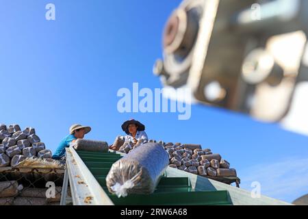 CONTEA DI LUANNAN, Cina - 18 agosto 2021：gli agricoltori stanno mettendo sacchi di funghi in una fattoria, nel nord della Cina Foto Stock