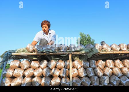 CONTEA DI LUANNAN, Cina - 18 agosto 2021：gli agricoltori stanno mettendo sacchi di funghi in una fattoria, nel nord della Cina Foto Stock