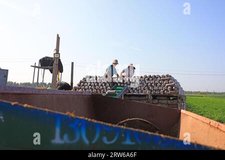 CONTEA DI LUANNAN, Cina - 18 agosto 2021：gli agricoltori stanno mettendo sacchi di funghi in una fattoria, nel nord della Cina Foto Stock