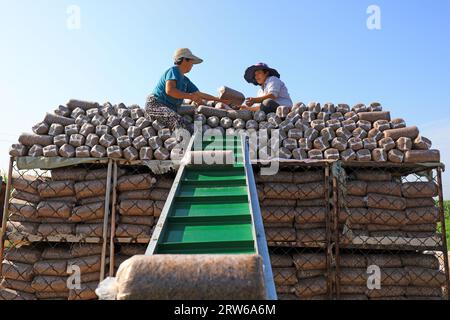 CONTEA DI LUANNAN, Cina - 18 agosto 2021：gli agricoltori stanno mettendo sacchi di funghi in una fattoria, nel nord della Cina Foto Stock