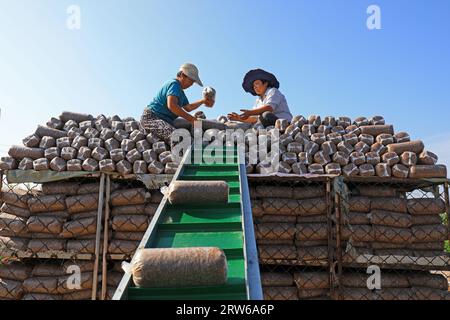 CONTEA DI LUANNAN, Cina - 18 agosto 2021：gli agricoltori stanno mettendo sacchi di funghi in una fattoria, nel nord della Cina Foto Stock