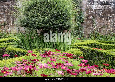 Kenilworth Inghilterra 29 luglio 2023 il giardino del cortile in piena fioritura al castello di kenilworth Foto Stock