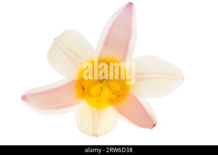 fiore di tulipano isolato su sfondo bianco Foto Stock