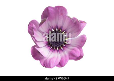 Uno sfondo viola Pink Osteosperumum Flower Daisy White. Primo piano macro Foto Stock