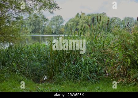 Immagine del paesaggio con erba verde, alberi e arbusti con un bellissimo lago sullo sfondo. Foto Stock