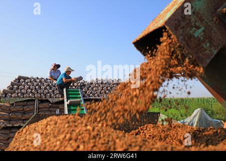 CONTEA DI LUANNAN, Cina - 18 agosto 2021：gli agricoltori stanno mettendo sacchi di funghi in una fattoria, nel nord della Cina Foto Stock