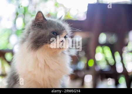Ritratto di un grazioso gatto persiano bianco e grigio su sfondo bokeh, concetto di animale domestico e animale Foto Stock