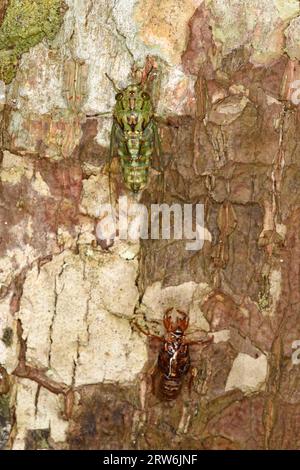 Recentemente emersa Green Cicada, riposa da un caso pupale vuoto, Sabah, Borneo, Malesia Foto Stock