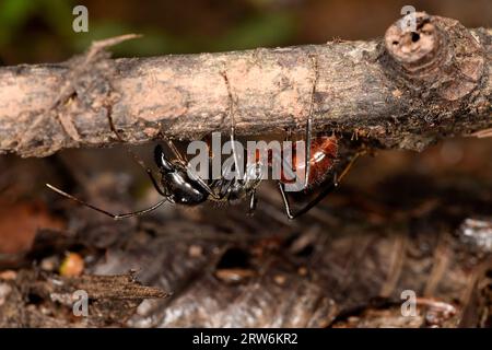 Formica Foresta gigante (Dinomyrmex gigas) poggiata sul lato inferiore del ramo orizzontale, Sabah, Borneo, Malesia Foto Stock