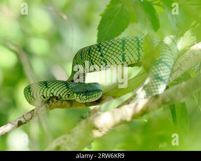 Serpente di Vipera del Borneo Keeled Pit (Tropidolaemus subannulatus) che riposa sulla vegetazione del Bush, Sabah, Borneo, Malesia Foto Stock