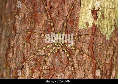 Lichen Huntsman Spider (Heteropoda boiei) che riposa sul tronco dell'albero, mimetizzato, Danum, Sabah, Borneo, Malesia Foto Stock