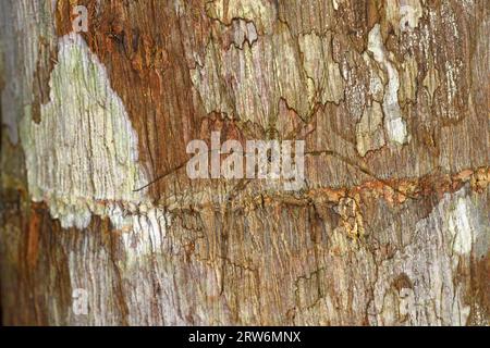 Corteccia a strappi lunghi o ragno a due code (specie Hersiliidae) che riposa su tronco d’albero, mimetizzato, valle del Danum, Sabah, Boeneo, Malesia Foto Stock