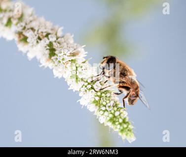 Api mellifere su un nettare di menta spearmenta Foto Stock