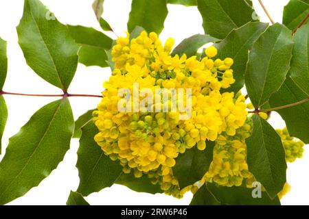 Fiori di Mahonia isolati su sfondo bianco Foto Stock