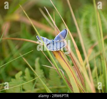 Farfalla blu con borchie d'argento che poggia su un'erba - Cornovaglia, Regno Unito Foto Stock