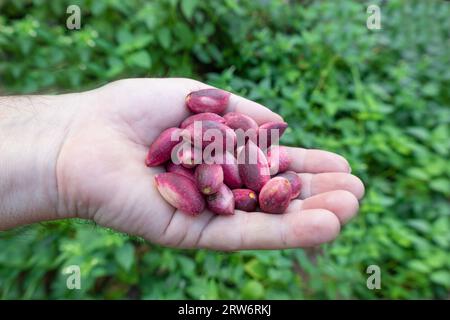 Frutta fresca di pistacchi rosa a portata di mano in giardino Foto Stock