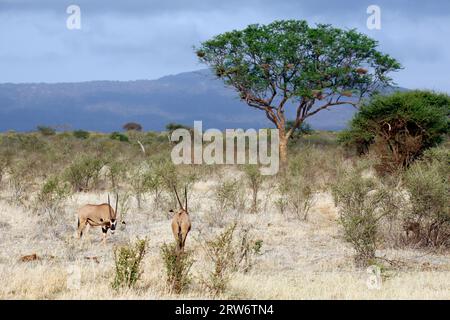 Due Oryx dell'Africa orientale (Oryx beisa, alias Beisa). Tsavo East, Kenya Foto Stock