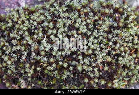 Cuffia per capelli Junipoer muschio Foto Stock