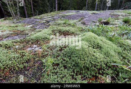 Cuffia per capelli Junipoer muschio Foto Stock