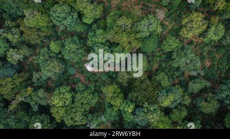 PU'er. 14 settembre 2023. Questa foto aerea scattata il 14 settembre 2023 mostra un'antica foresta di tè del monte Jingmai a PU'er, nella provincia dello Yunnan della Cina sud-occidentale. Il paesaggio culturale delle antiche foreste di tè del monte Jingmai a PU'er, nel sud-ovest della Cina, è stato iscritto nella lista dei patrimoni dell'umanità dell'UNESCO domenica. Nella sua 45a sessione estesa a Riyadh, in Arabia Saudita, il Comitato del Patrimonio Mondiale dell'UNESCO ha esaminato il sito nominato dalla Cina e lo ha aggiunto alla lista come patrimonio culturale, rendendolo il 57° sito del Patrimonio Mondiale della Cina. Credito: HU Chao/Xinhua/Alamy Live News Foto Stock