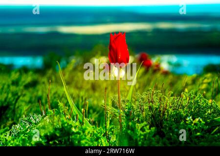 Fiore di tulipano scarlatto in erba spessa sulla riva del lago Elton nella regione di Volgograd in Russia all'inizio della primavera. Foto Stock