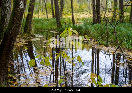 zone umide della foresta in una giornata estiva umida e verde con foglie di alberi e riflessi Foto Stock