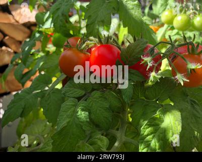 Pomodori ciliegini, piccole verdure rosse su un ramo illuminato dal sole estivo Foto Stock