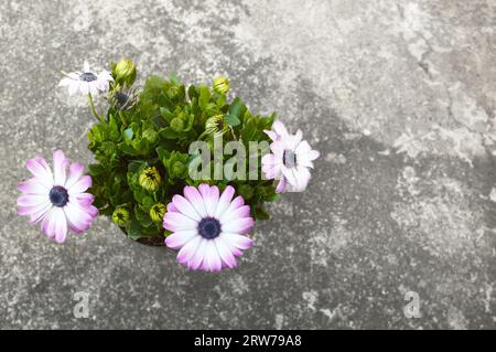 Margherita africana in vaso di fiori, vista dall'alto. Sfondo floreale o striscione con spazio per la copia. Immagine macro del fiore. Foto Stock