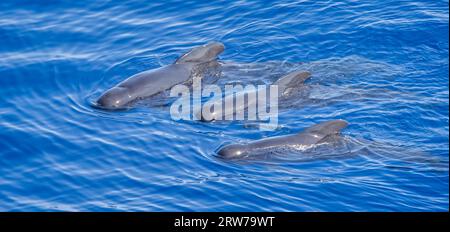 Primo piano di tre balene pilota che nuotano in sincronia sulla superficie del mare nella baia di Biscaglia, nell'Oceano Atlantico Foto Stock