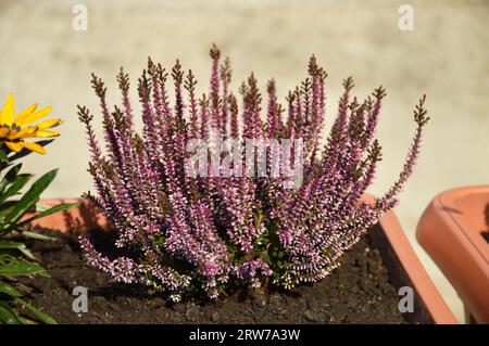 La pianta di Calluna fiorisce e cresce nel vaso dei fiori Foto Stock