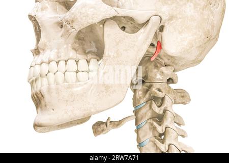 Processo stiloide temporale in rosso illustrazione di rendering 3D isolato su bianco. Scheletro umano e anatomia del cranio, diagramma medico, osteologia, spillo Foto Stock