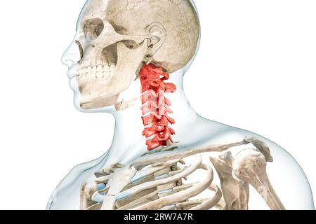 Vertebre cervicali di colore rosso con rappresentazione 3D del corpo isolata su bianco. Scheletro umano e anatomia della colonna vertebrale, diagramma medico, osteologia, S Foto Stock